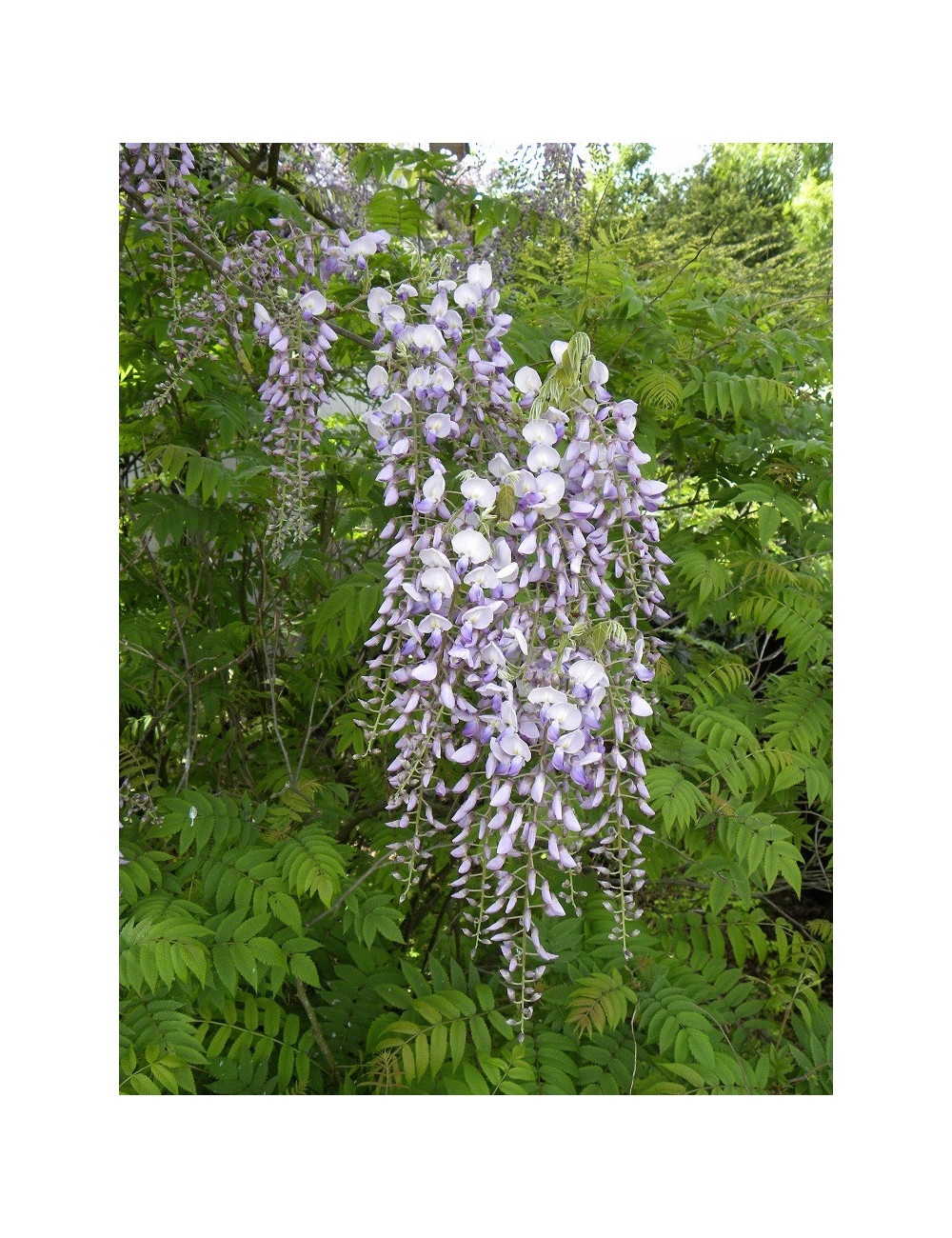 WISTERIA floribunda