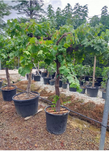 Topiaire (Plante taillée) - VIGNE DE TABLE