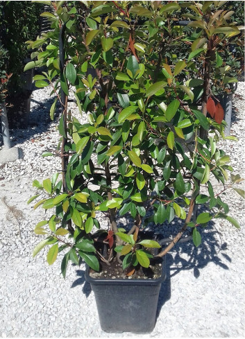 PHOTINIA fraseri RED ROBIN