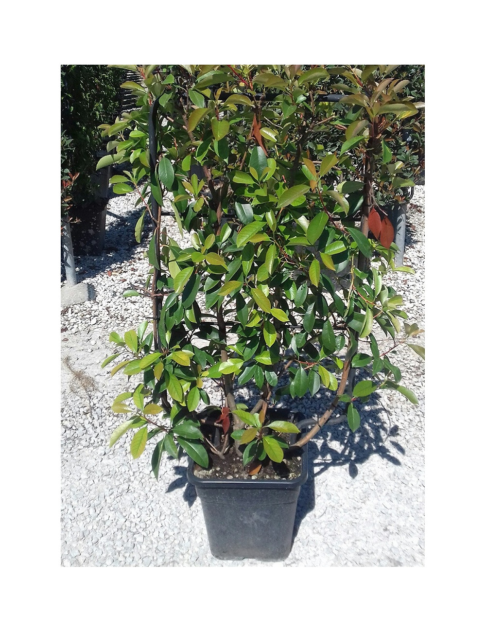 PHOTINIA fraseri RED ROBIN