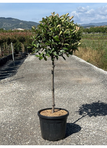 PHOTINIA fraseri RED ROBIN