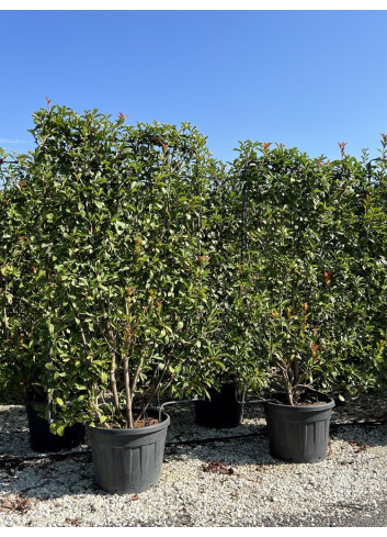 PHOTINIA fraseri RED ROBIN