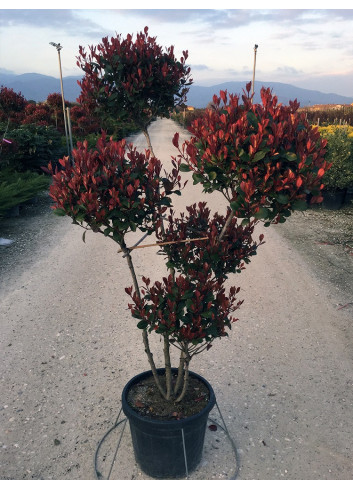 PHOTINIA fraseri LITTLE RED ROBIN