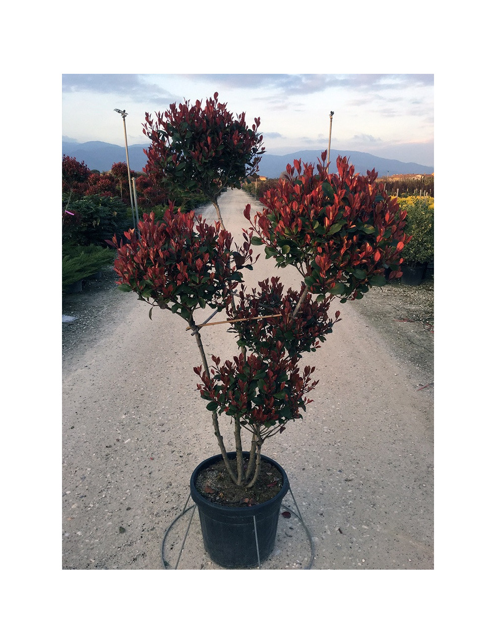 PHOTINIA fraseri LITTLE RED ROBIN