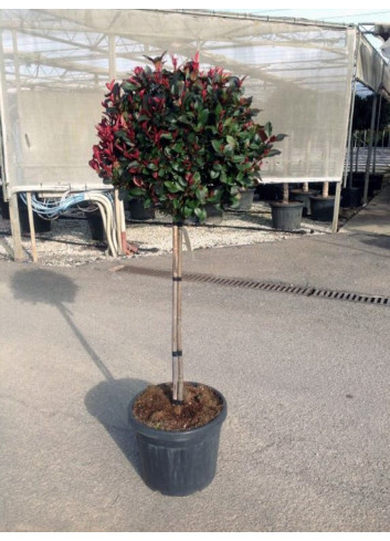 PHOTINIA fraseri LITTLE RED ROBIN