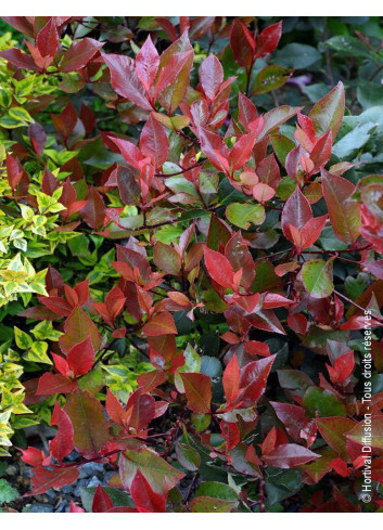 PHOTINIA fraseri LITTLE RED ROBIN