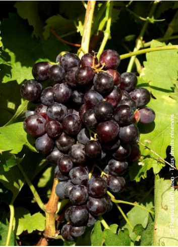 VIGNE DE TABLE MUSCAT DE HAMBOURG