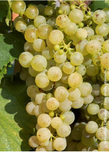 VIGNE DE TABLE CHASSELAS DE FONTAINEBLEAU