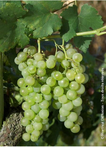 VIGNE DE TABLE CHASSELAS DE FONTAINEBLEAU