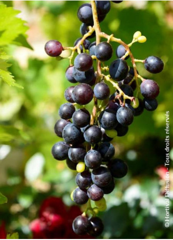 VIGNE DE TABLE MUSCAT BLEU