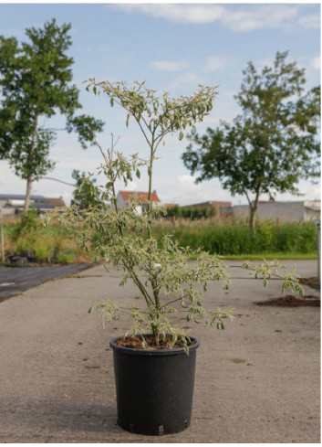 CORNUS alternifolia ARGENTEA En pot de 25-30 litres