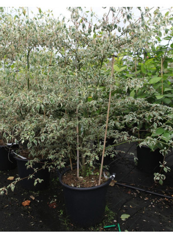 CORNUS alternifolia ARGENTEA En pot de 35-50 litres