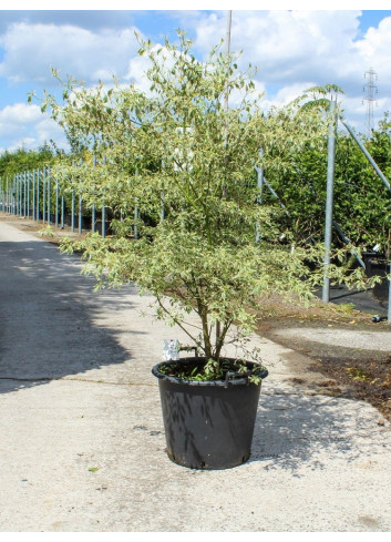 CORNUS alternifolia ARGENTEA En pot de 50-70 litres