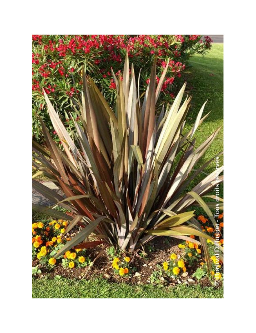 PHORMIUM tenax ATROPURPUREUM