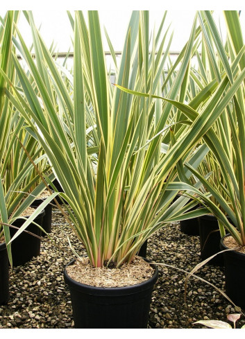 PHORMIUM tenax VARIEGATA