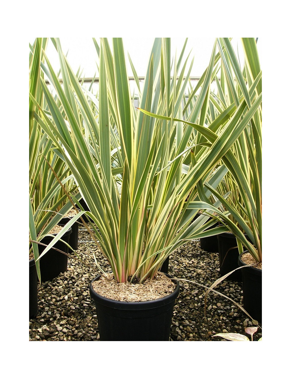 PHORMIUM tenax VARIEGATA