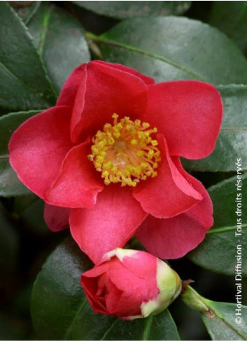 CAMELLIA sasanqua ROUGE