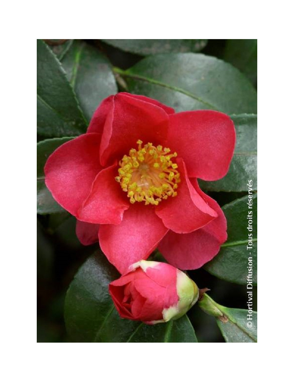 CAMELLIA sasanqua ROUGE