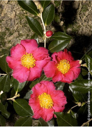 CAMELLIA sasanqua ROUGE