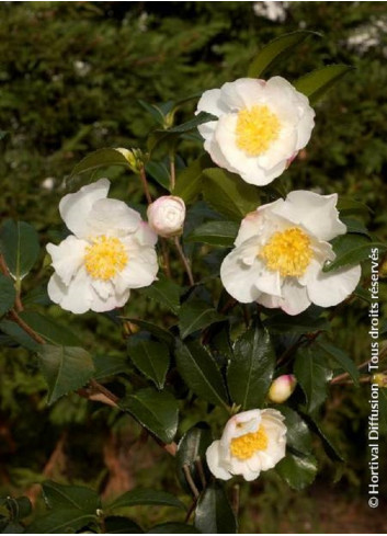 CAMELLIA sasanqua BLANC