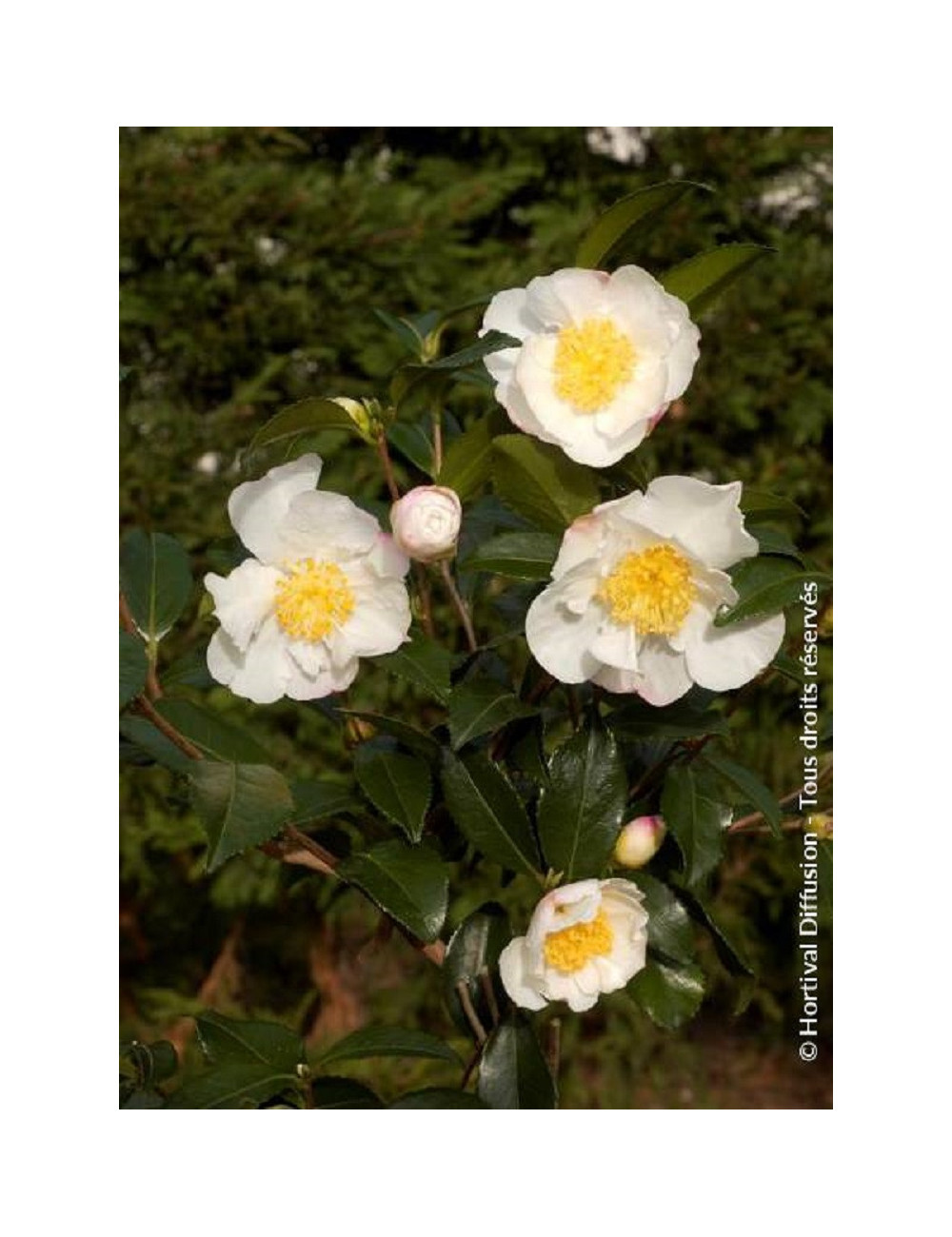 CAMELLIA sasanqua BLANC