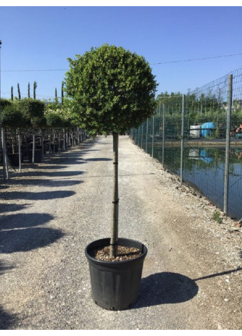 ILEX crenata KINME