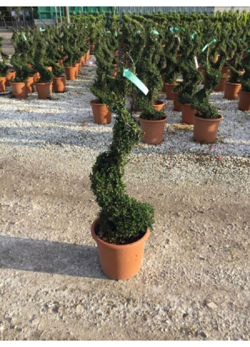 ILEX crenata KINME