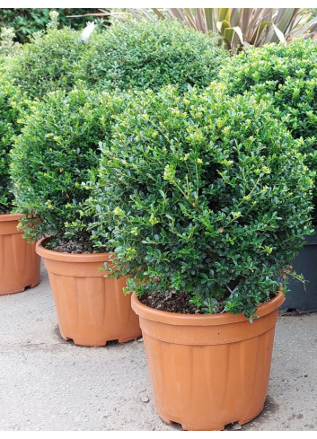 ILEX crenata KINME