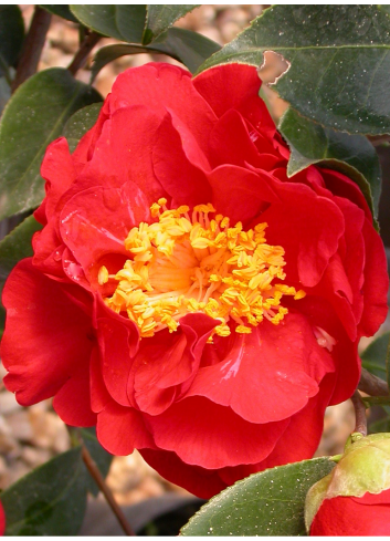 CAMELLIA japonica ROUGE