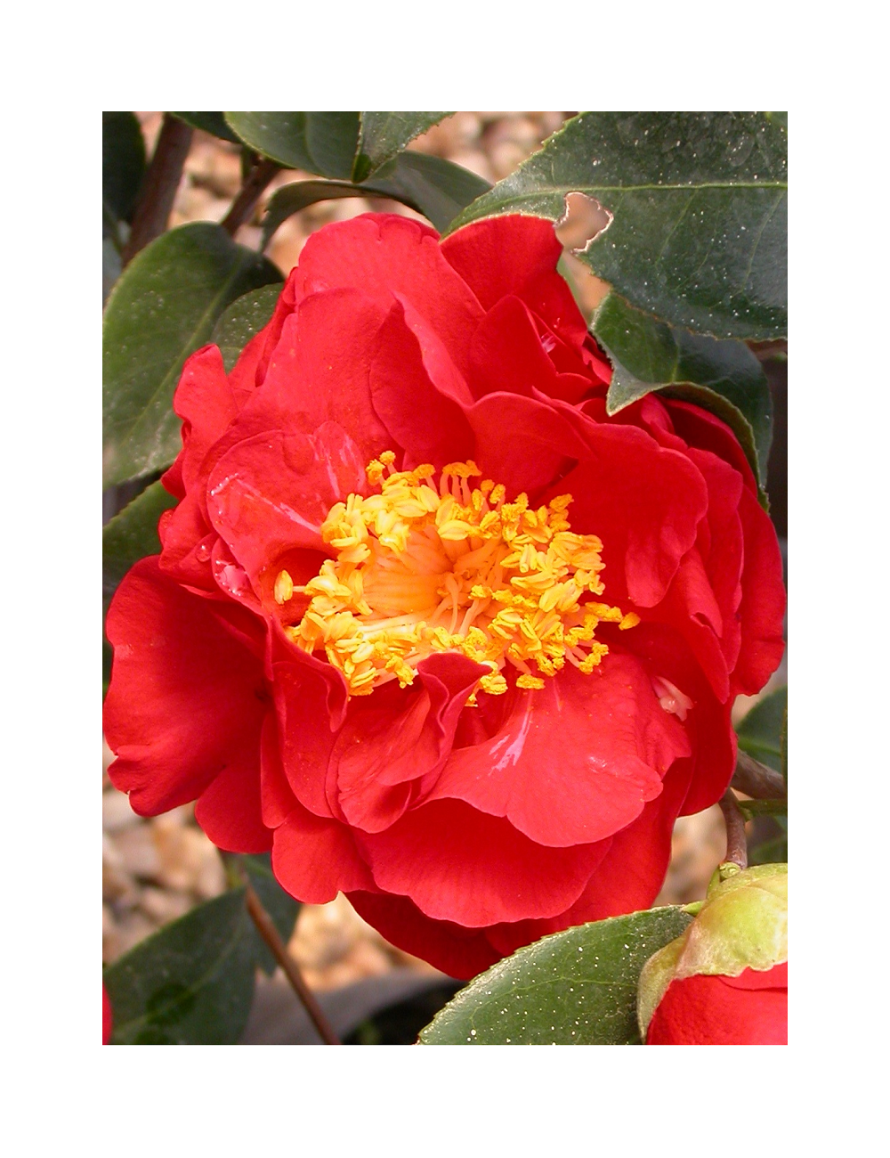 CAMELLIA japonica ROUGE