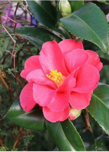 CAMELLIA japonica ROSE