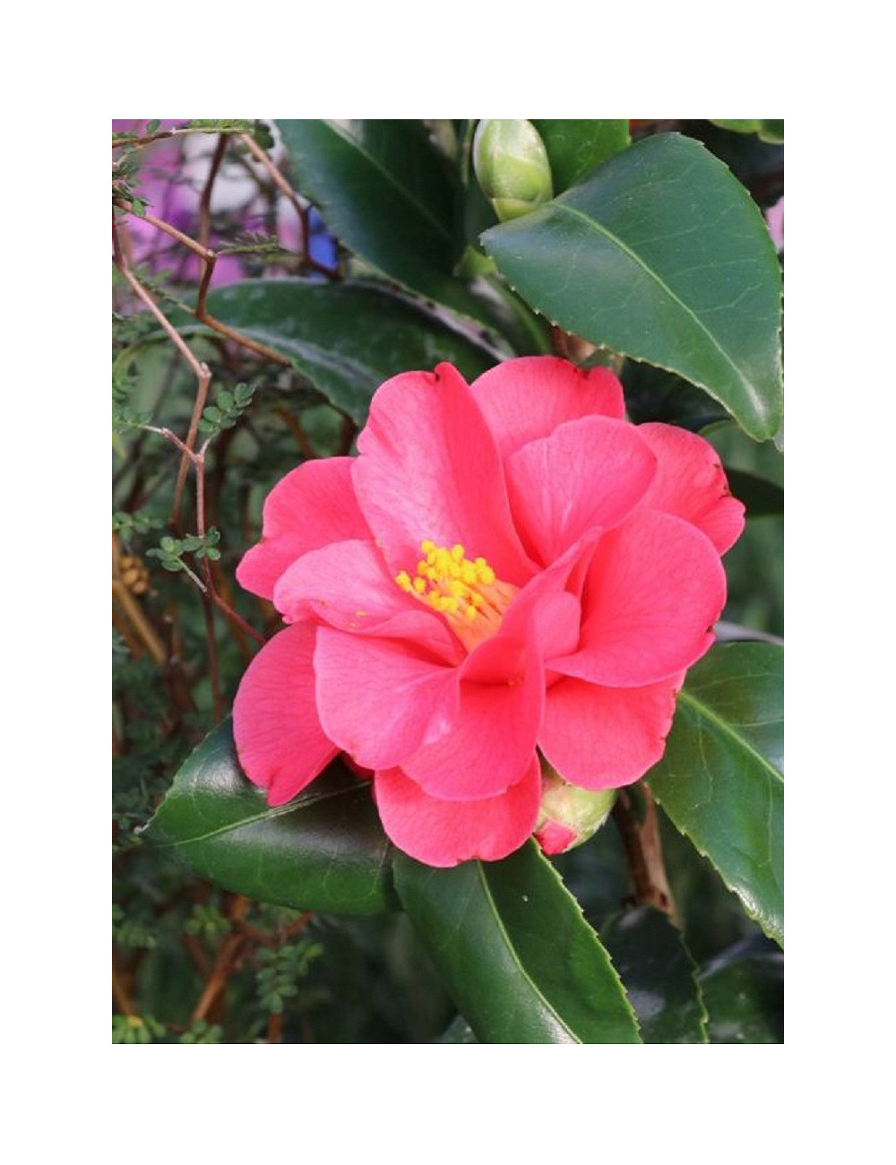 CAMELLIA japonica ROSE