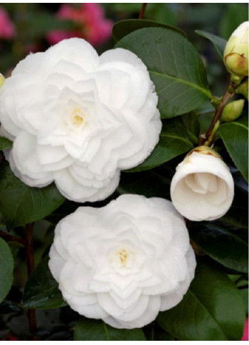 CAMELLIA japonica BLANC