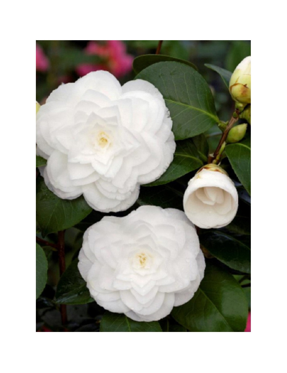 CAMELLIA japonica BLANC