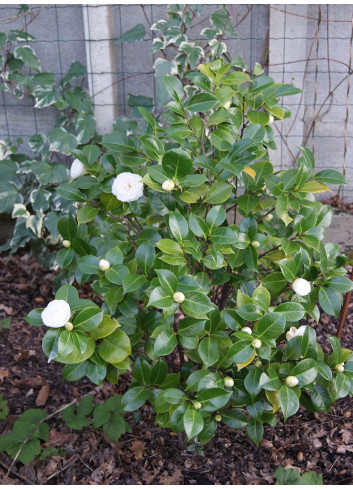 CAMELLIA japonica BLANC