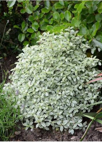 PITTOSPORUM tenuifolium SILVER BALL cov