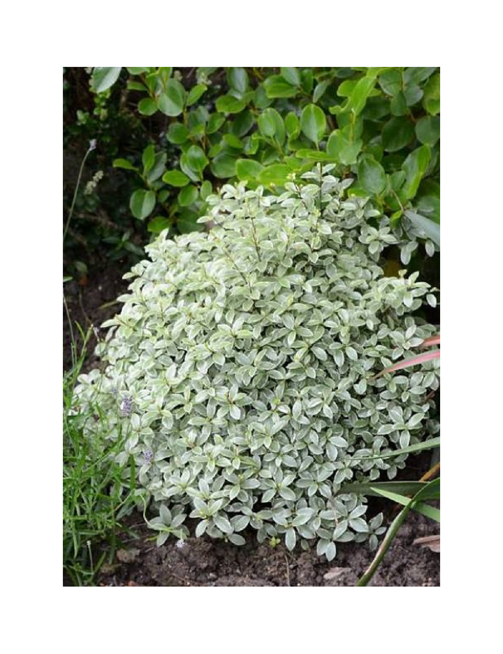 PITTOSPORUM tenuifolium SILVER BALL cov