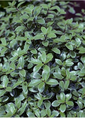 PITTOSPORUM tenuifolium SILVER BALL cov