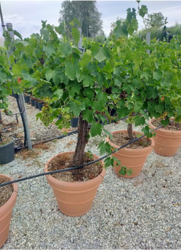 Topiaire (Plante taillée) - VIGNE DE TABLE