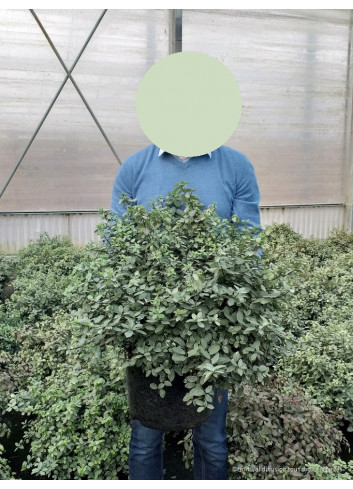 PITTOSPORUM tenuifolium SILVER BALL cov En pot de 15-20 litres