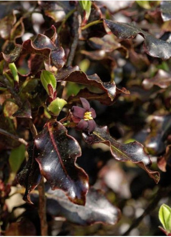 PITTOSPORUM tenuifolium TOM THUMB