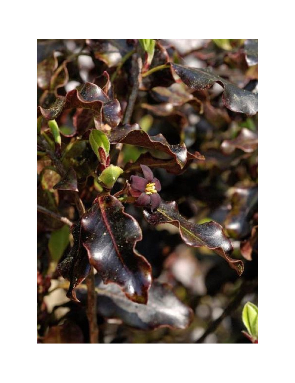 PITTOSPORUM tenuifolium TOM THUMB