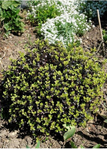 PITTOSPORUM tenuifolium TOM THUMB