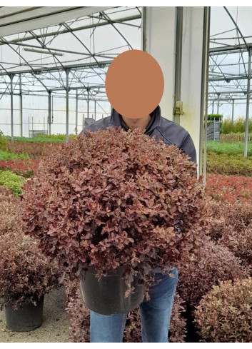 PITTOSPORUM tenuifolium TOM THUMB En pot de 15-20 litres