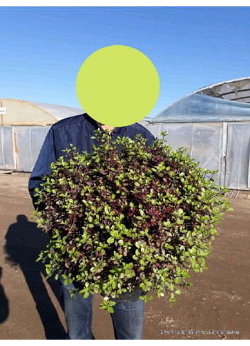 PITTOSPORUM tenuifolium TOM THUMB En pot de 15-20 litres