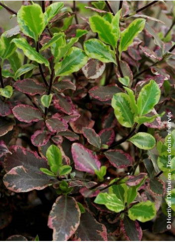 PITTOSPORUM tenuifolium ELIZABETH