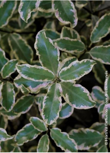 PITTOSPORUM tenuifolium ELIZABETH