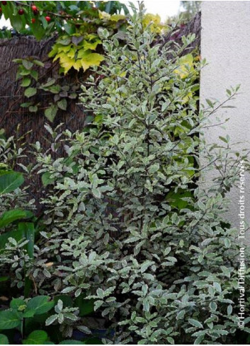 PITTOSPORUM tenuifolium ELIZABETH