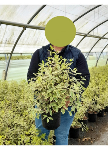 PITTOSPORUM tenuifolium ELIZABETH En pot de 4-5 litres