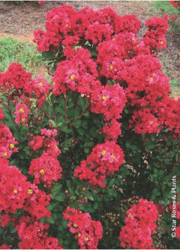 LAGERSTROEMIA ENDURING RED